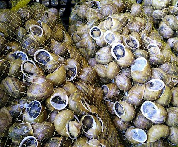 Caracóis (caracoletas) Vivos de categoria 2