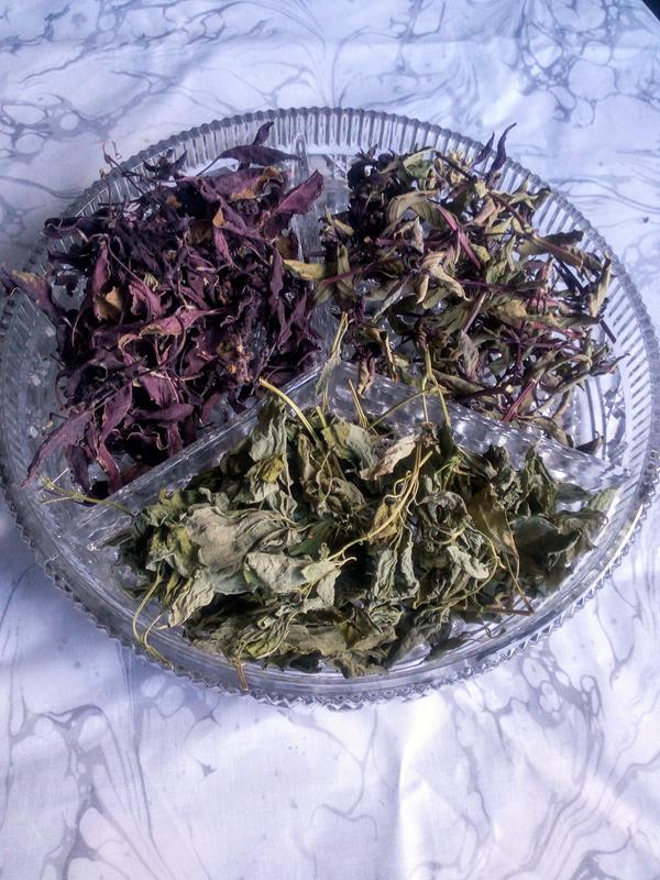 Manjericão Púrpura BIO - Erva Aromática e Condimentar