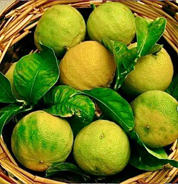 Bergamota (Citrus Brigamina)