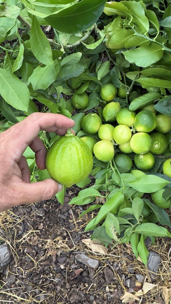 Bergamota (Citrus Brigamina)