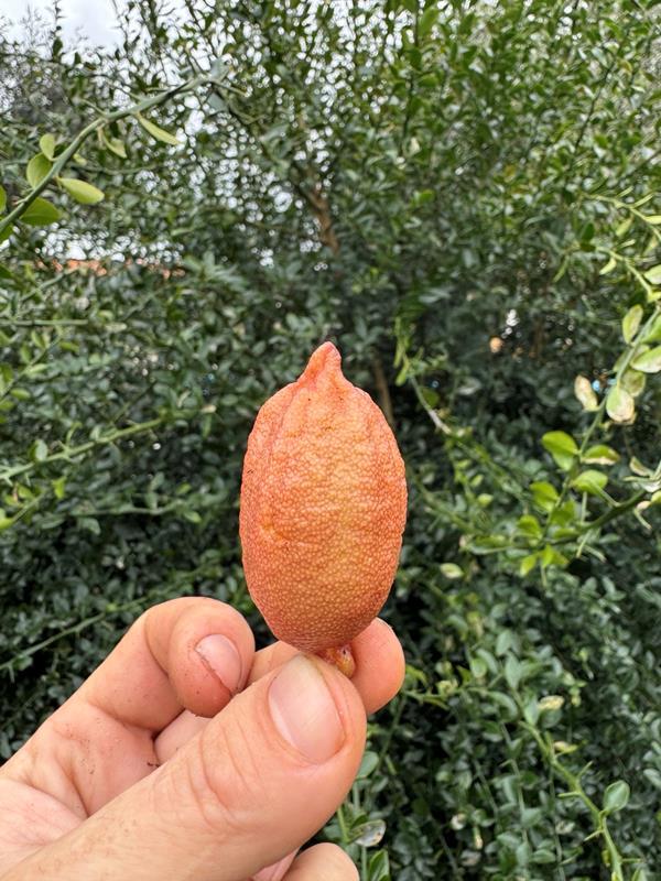 Limão Caviar Rosa