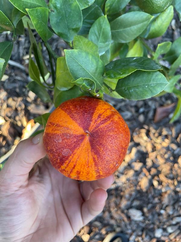 Laranja Arcobal