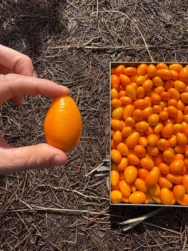 Kumquat