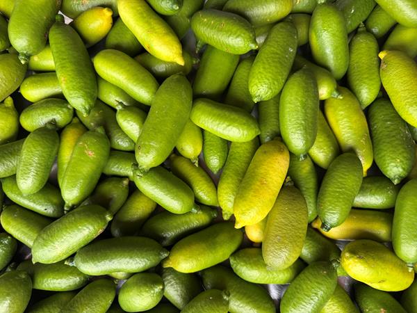 Limão Caviar Verde | Faustrime