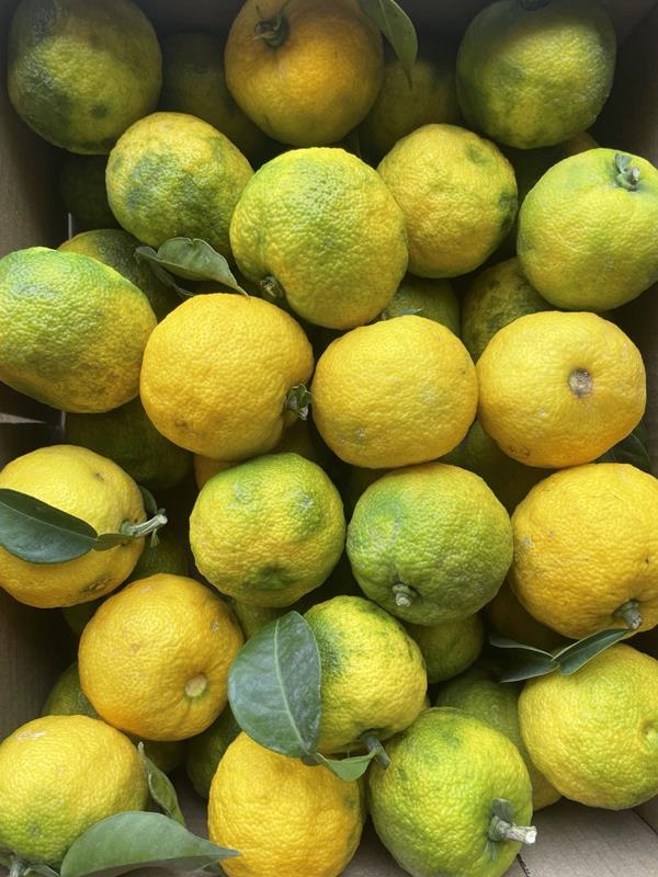 Yuzu