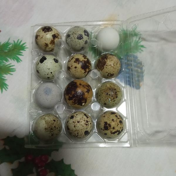 Ovos de codorniz - emb. 12 ovos