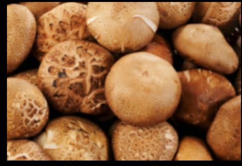 Shiitake - Cogumelos BIO