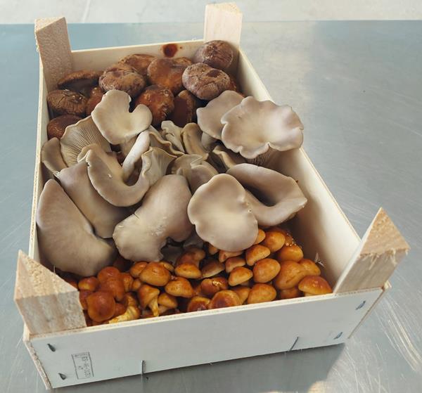 Cabaz MIX Premium - Cogumelos Biológicos Frescos