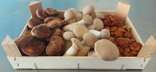 Cabaz MIX Gourmet - Cogumelos Biológicos Frescos