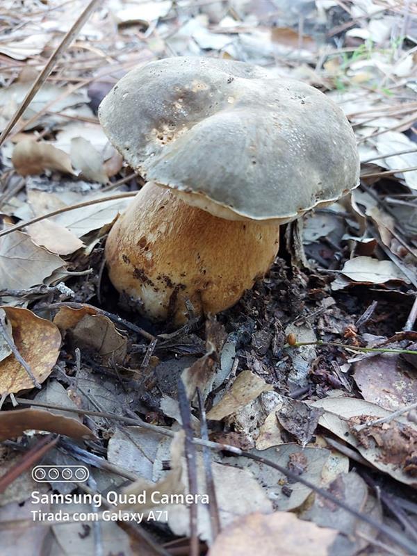 Cogumelos silvestres