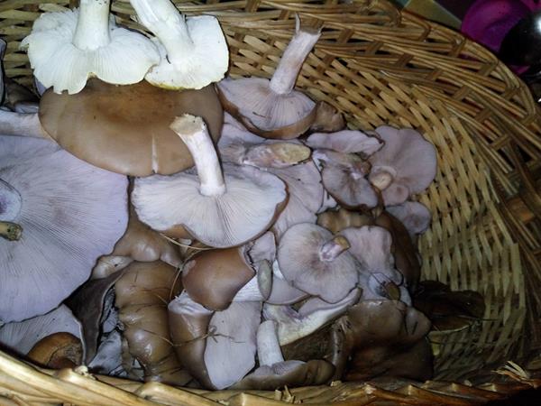 Cogumelos silvestres Pé Azul