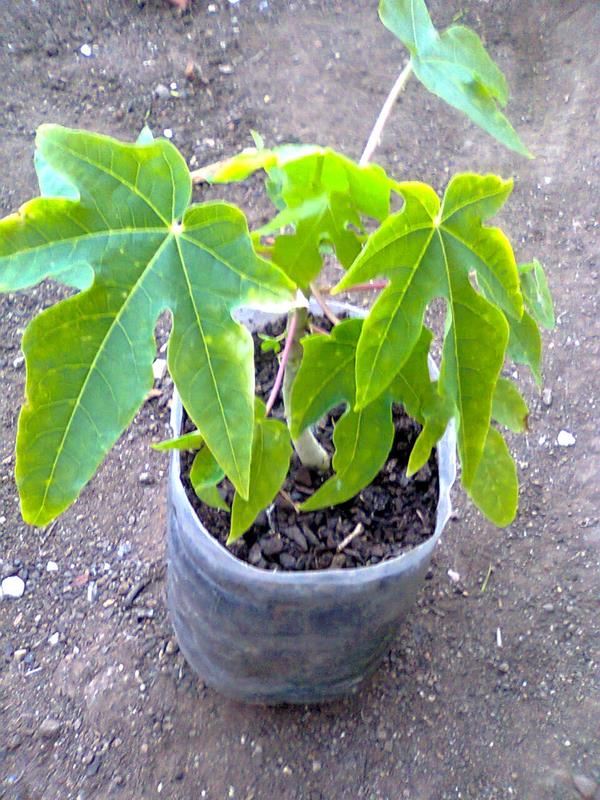 Planta da papaia