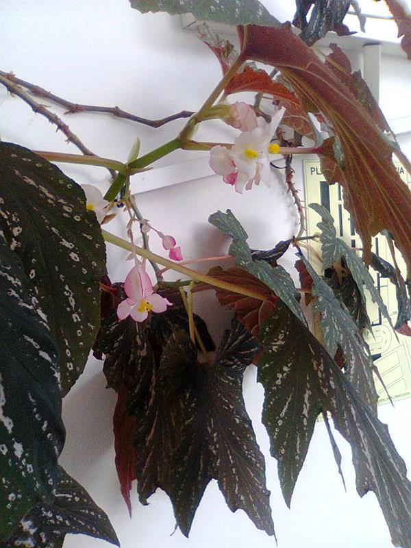 Planta begónia chuva de prata