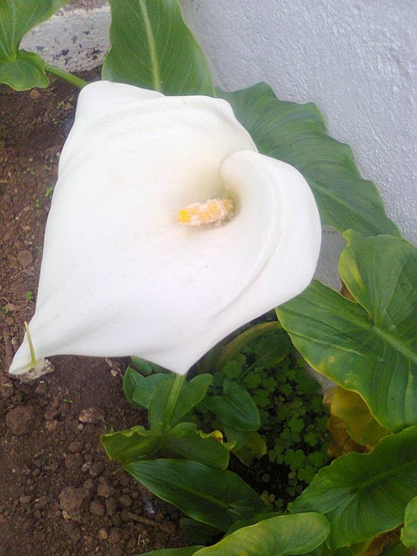 Plantas - Jarros ou copos de leite