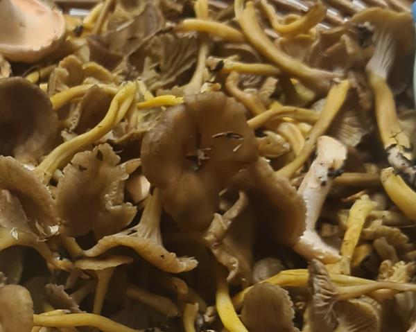 Cogumelos Silvestres Cratarellus tubaeformis