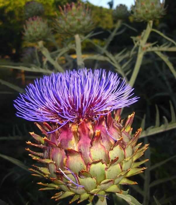 Cardo do Coalho - Cynara Carduncullus