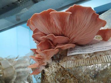 Pleurotus Djamor (cogumelos ostra rosa)