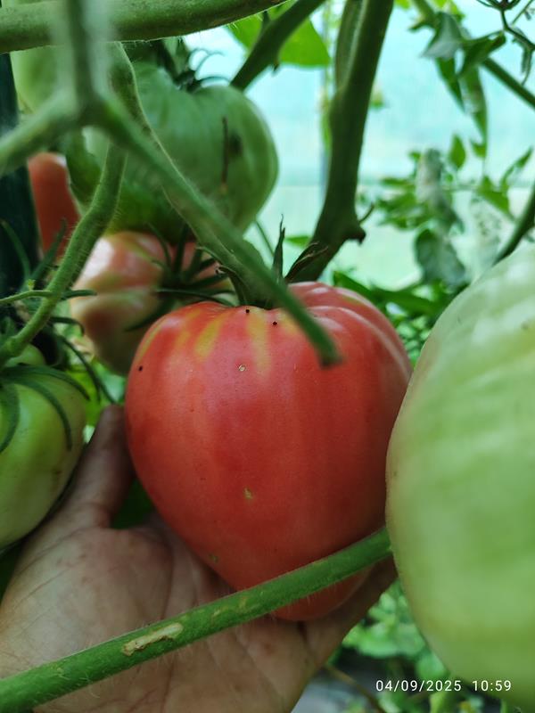 Tomate coração de boi