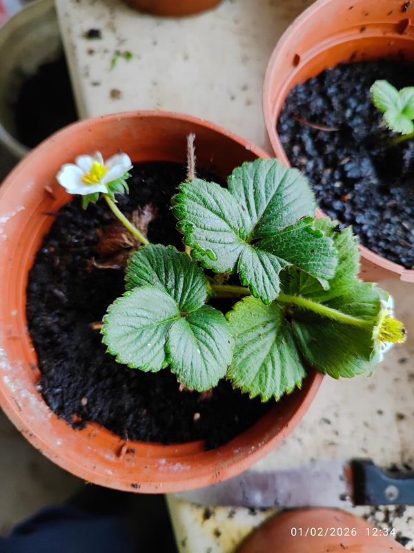 Morangueiros San Andreas