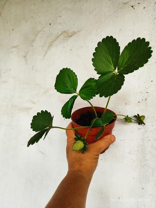 Morangueiros San Andreas