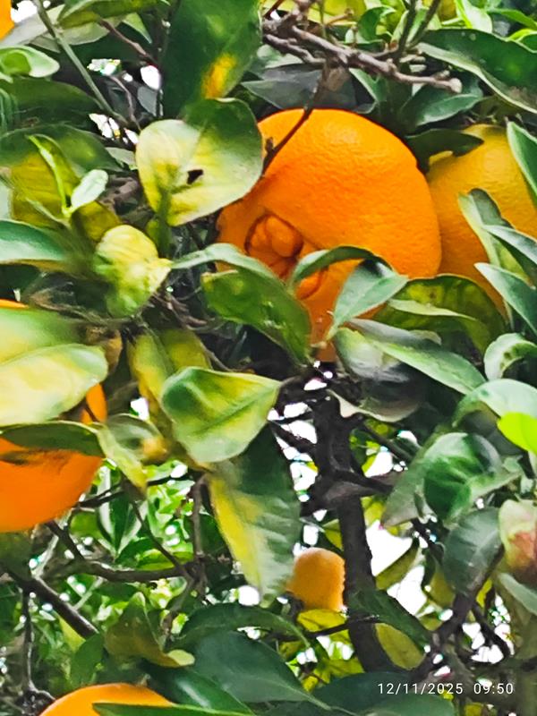 Laranja