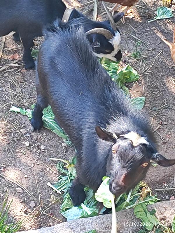 Cabra anã macho