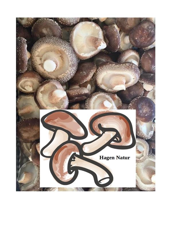 Cogumelo shiitake biológico certificado