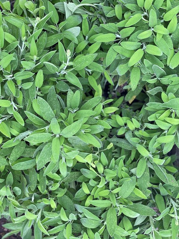 Salva / Salvia officinalis