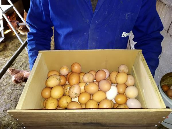 Ovos Caseiros - Galinhas Criadas ao Ar Livre