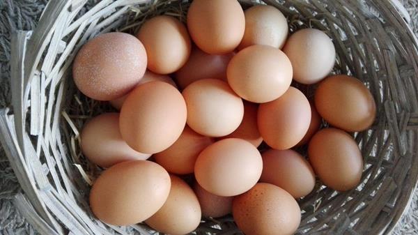 Ovos caseiros de galinhas criadas ao ar livre - 12 ovos
