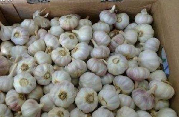 Alho Roxo Seco - Caixa de 6kg