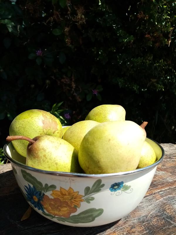 Pêra rocha, Preço: 1,50 €/kg | Loja da Reforma Agrária