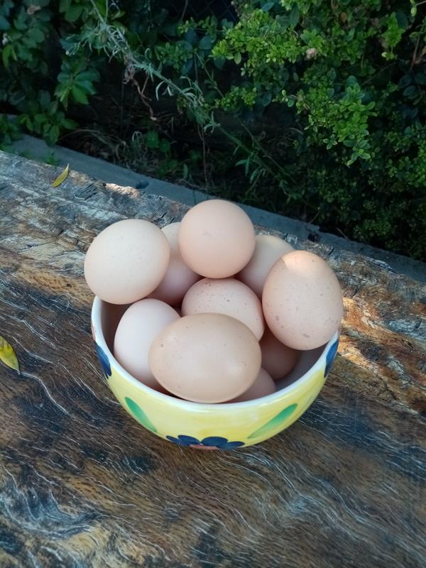 Ovos de galinha do campo