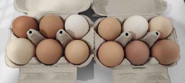 Ovos do campo