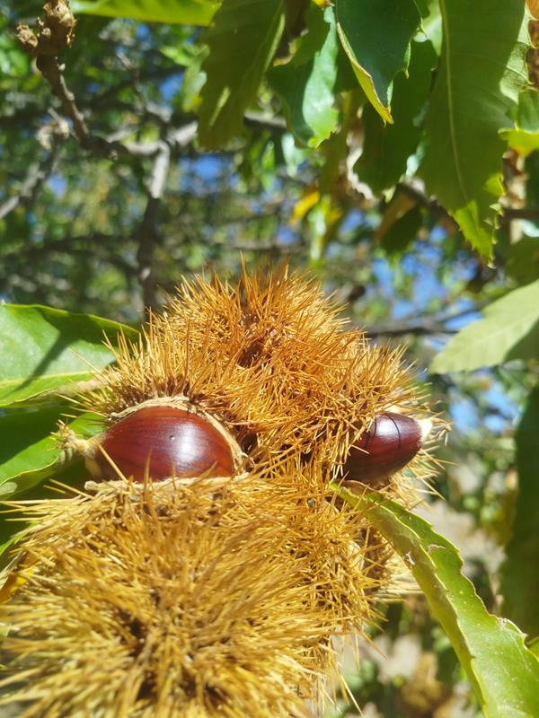 Castanha