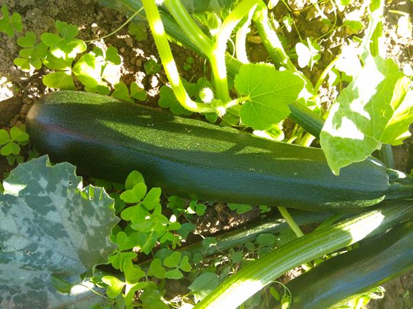 Courgettes