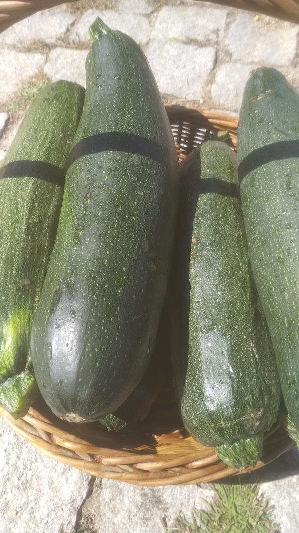 Courgette