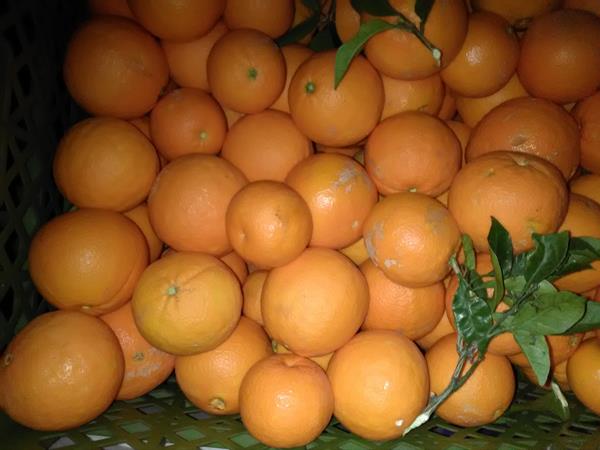 Laranjas de umbigo e tangerinas