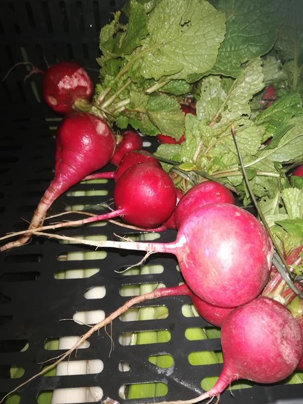 Rabanetes