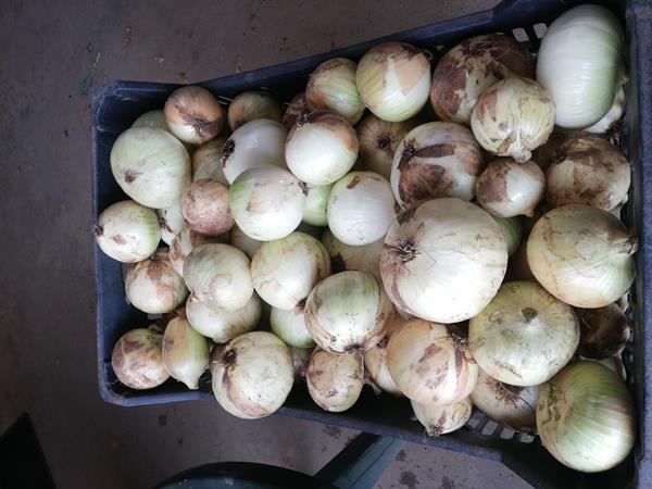 Cebola