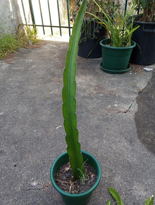 Estacas Pitaya Vermelha