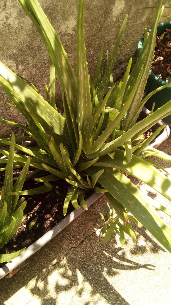 Aloe vera