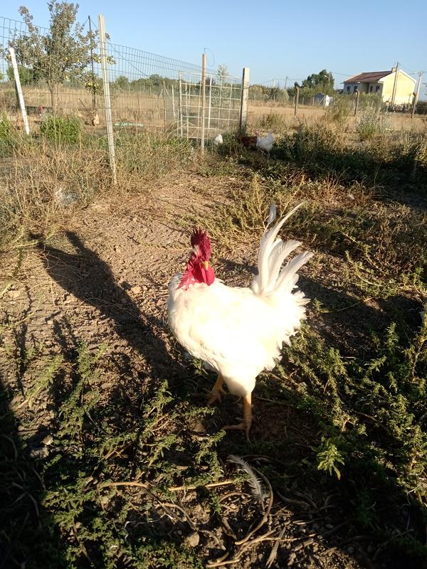 Ovos de galinha branca portuguesa e de pedrês portuguesa