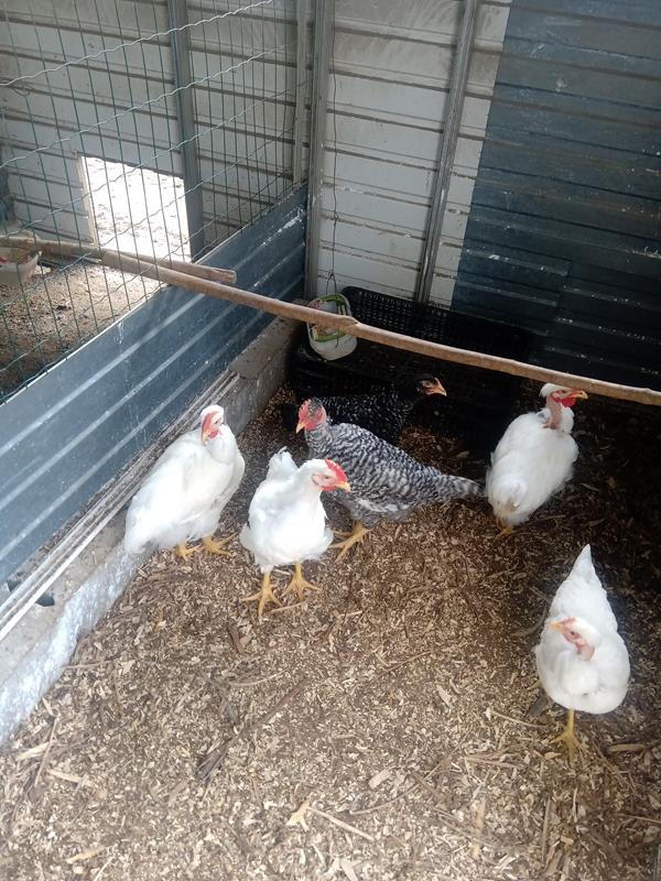 Pintos de galinha branca portuguesa e de pedrês portuguesa