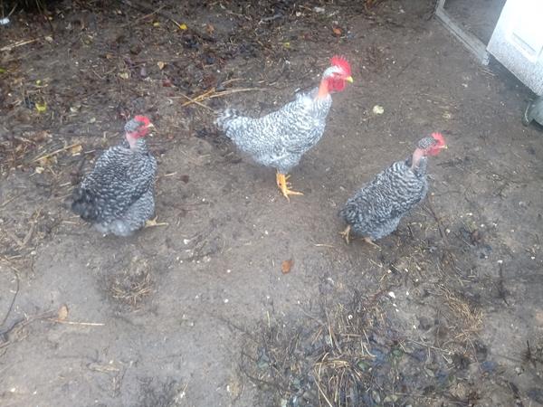 Ovos galados de Pedrês Portuguesa