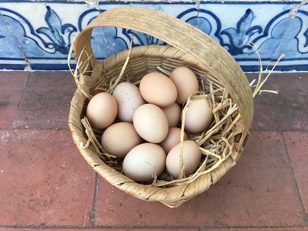 Ovos Biológicos de Galinha Pedrês criadas ao ar livre (pica no chão) com Certificação da AMIBA