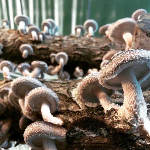 Cogumelos Shitake BIO