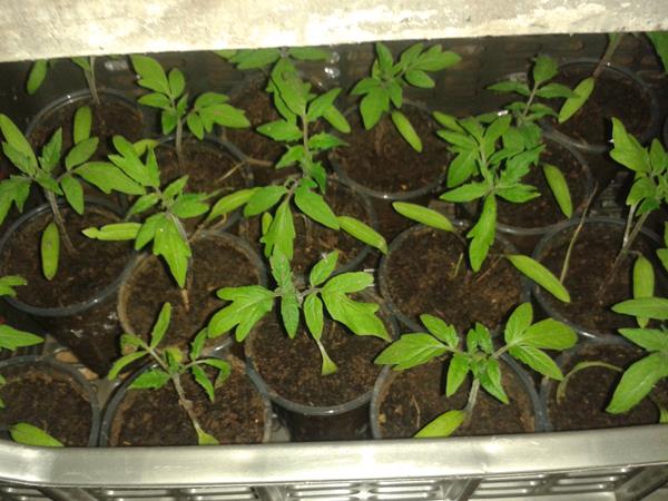 Mudas de Horticulos