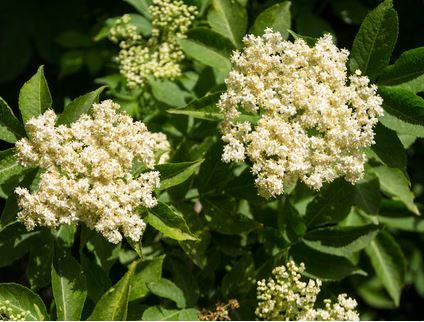 Infusão Flôr de Sabugueiro (Sambucus nigra L.)
