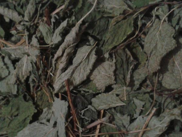 Infusão Erva-Cidreira / Melissa (Melissa officinalis)